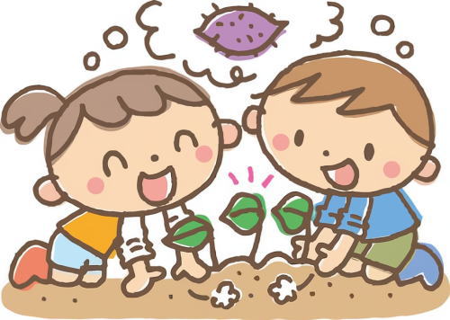 さつまいも植えつけ